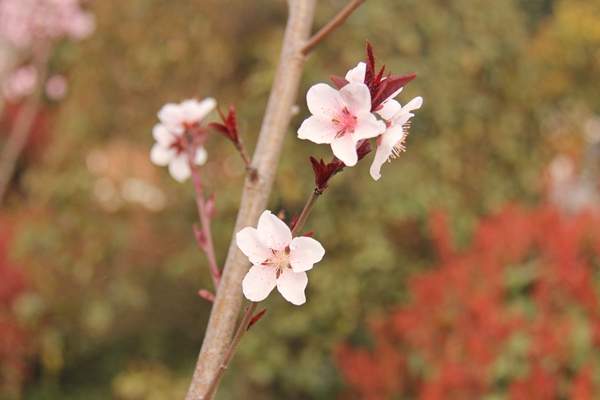 小地徑的紫葉李 小地徑的紫葉李