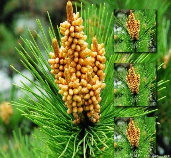 沭陽黑松 沭陽黑松