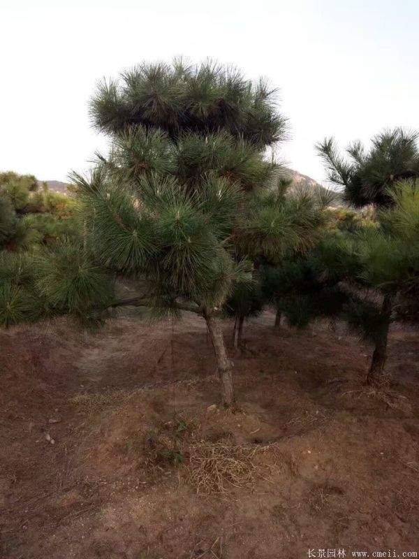 黑松基地 黑松基地