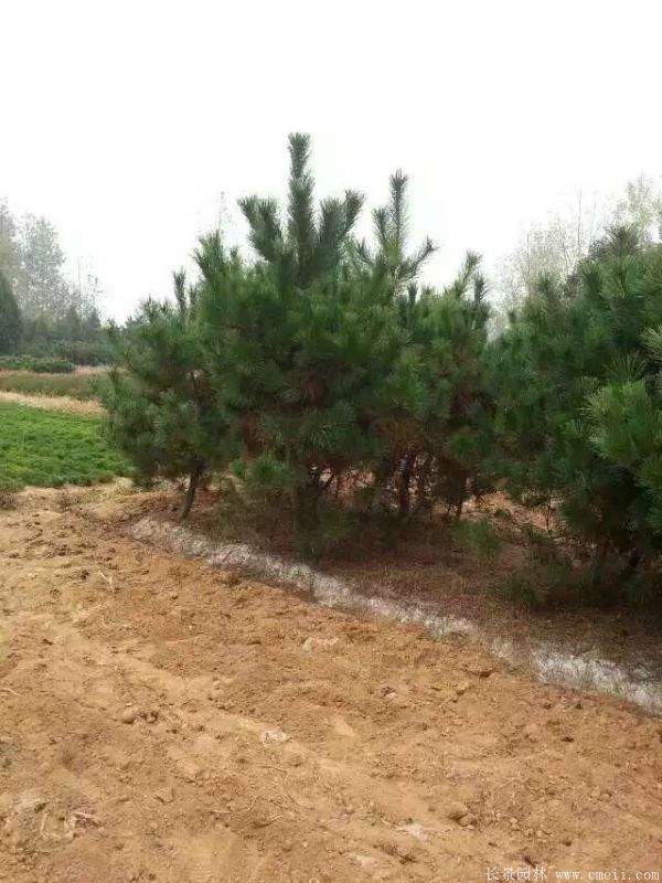 沭陽黑松苗 沭陽黑松苗