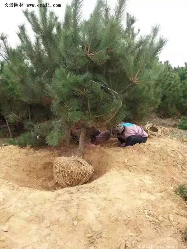 沭陽(yáng)黑松苗、黑松樹(shù) 沭陽(yáng)黑松苗、黑松樹(shù)