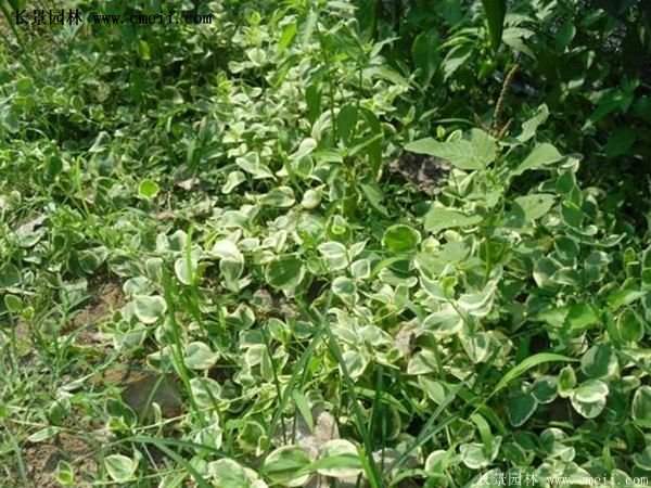 金邊扶芳藤 金邊扶芳藤