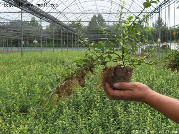 沭陽扶芳藤 沭陽扶芳藤