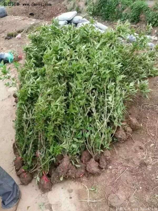 1.2米高的紅王子錦帶 1.2米高的紅王子錦帶