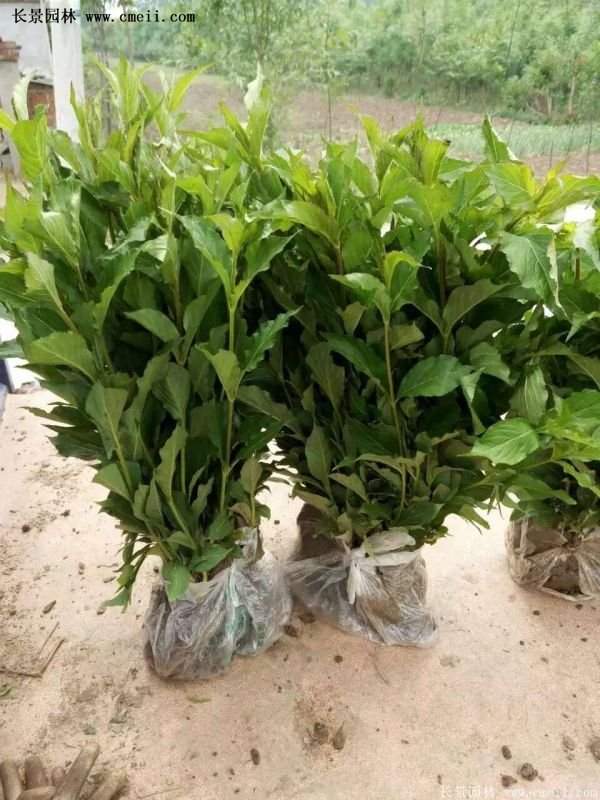 紅王子錦帶規(guī)格 紅王子錦帶規(guī)格