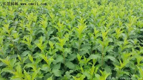 紅王子錦帶規(guī)格 紅王子錦帶規(guī)格