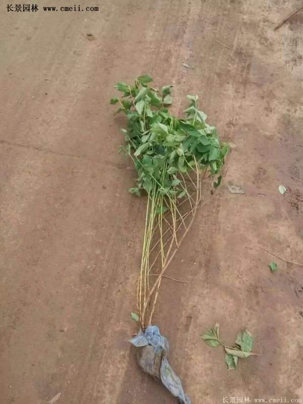 沭陽紅王子錦帶苗 沭陽紅王子錦帶苗