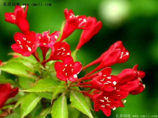 沭陽(yáng)紅王子錦帶花