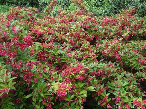 沭陽(yáng)紅王子錦帶花