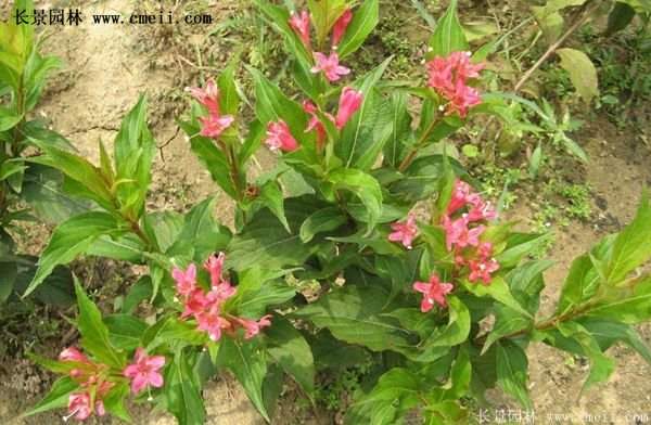 沭陽(yáng)紅王子錦帶花