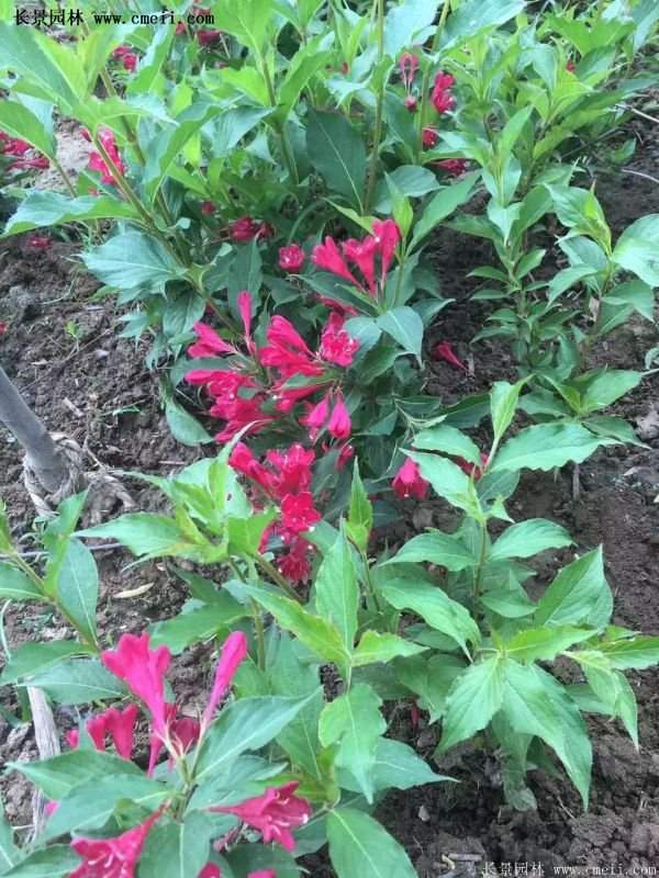 40-70公分高的紅王子錦帶花 40-70公分高的紅王子錦帶花