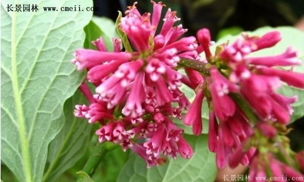 40-70公分高的紅王子錦帶花 40-70公分高的紅王子錦帶花