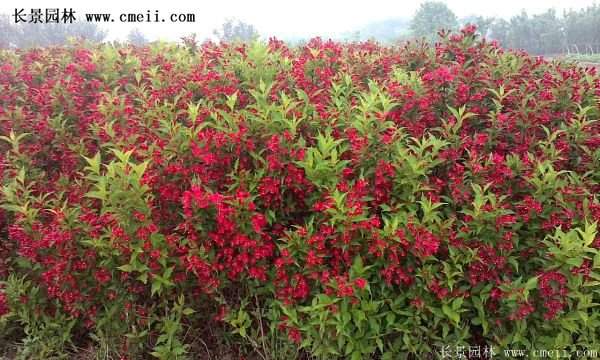 40-70公分高的紅王子錦帶花 40-70公分高的紅王子錦帶花