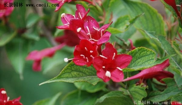 紅王子錦帶工程苗 紅王子錦帶工程苗