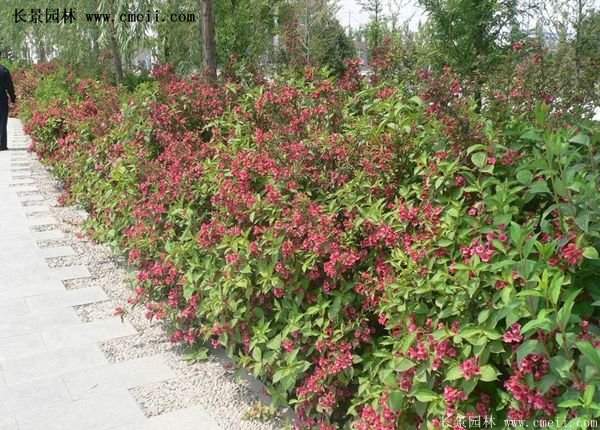 紅王子錦帶價格 紅王子錦帶價格