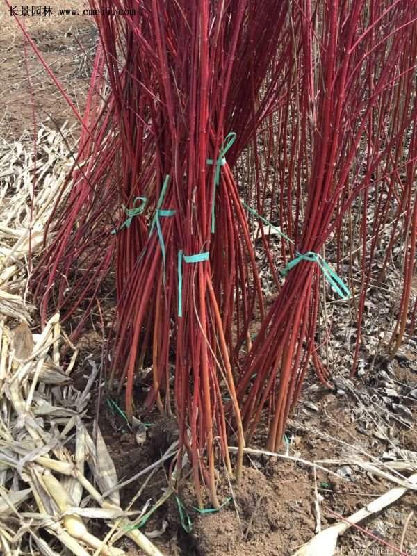 沭陽紅瑞木 沭陽紅瑞木