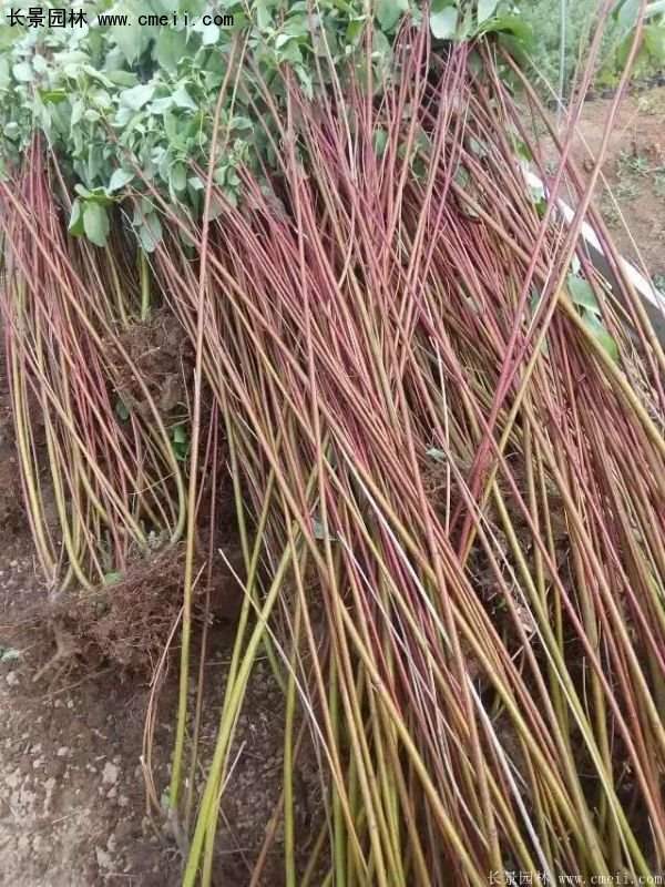 沭陽紅瑞木價格 沭陽紅瑞木價格