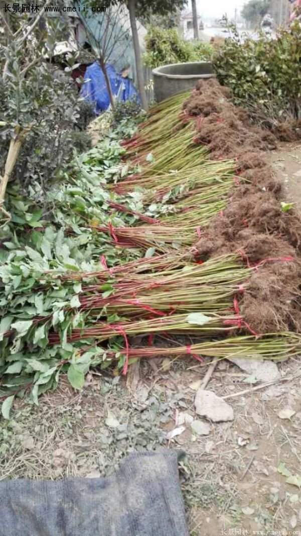 沭陽紅瑞木價格 沭陽紅瑞木價格