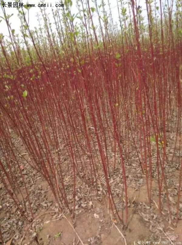 沭陽紅瑞木價格 沭陽紅瑞木價格