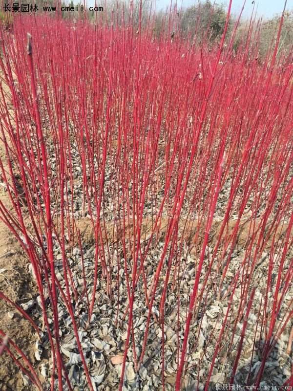沭陽紅瑞木價格 沭陽紅瑞木價格