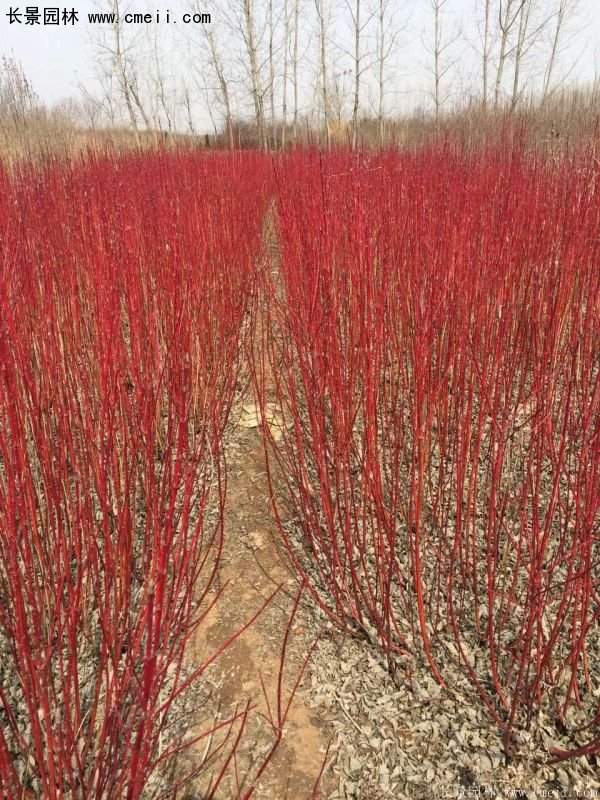 沭陽特價紅瑞木苗 沭陽特價紅瑞木苗