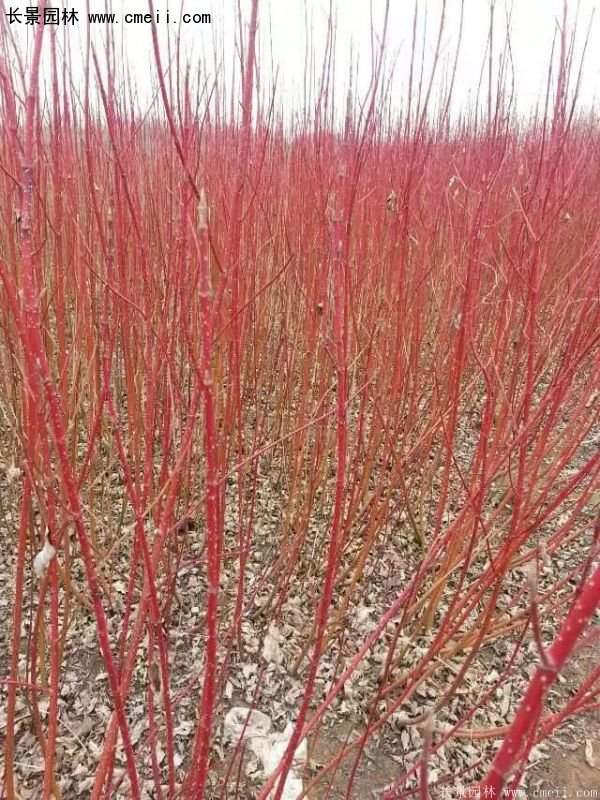 沭陽紅瑞木基地 沭陽紅瑞木基地