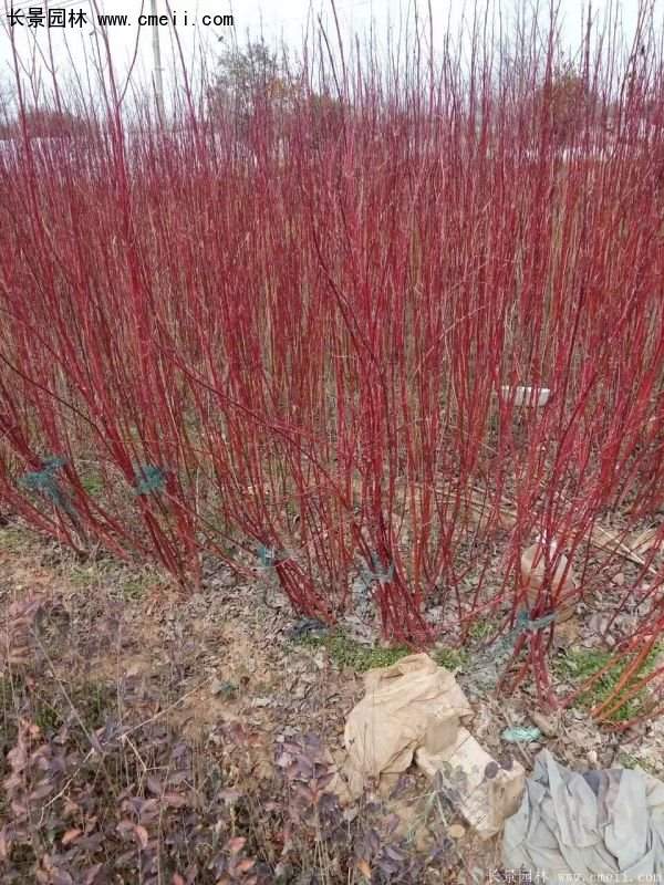 沭陽的紅瑞木 沭陽的紅瑞木