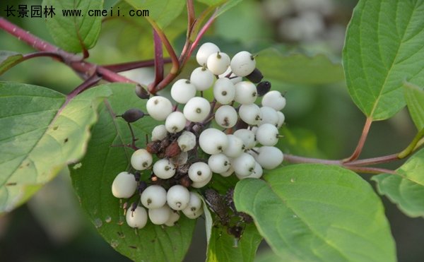 沭陽的紅瑞木 沭陽的紅瑞木