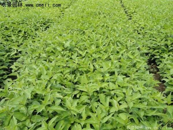 紅瑞木規格 紅瑞木規格