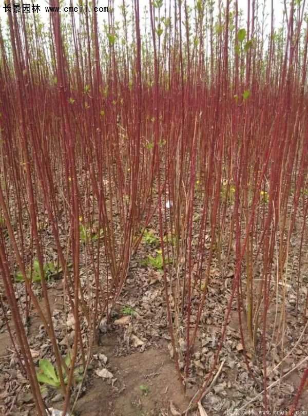 紅瑞木規格 紅瑞木規格