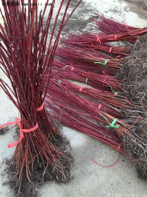 沭陽紅瑞木基地 沭陽紅瑞木基地