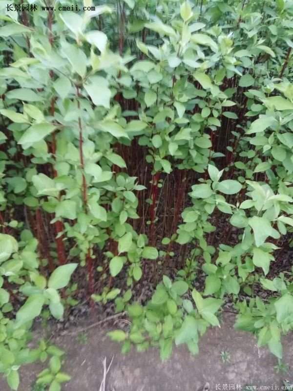 紅瑞木基地照 紅瑞木基地照