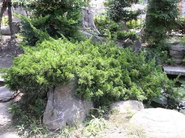 沭陽地柏苗 沭陽地柏苗