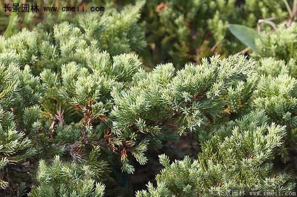 沭陽地柏苗 沭陽地柏苗