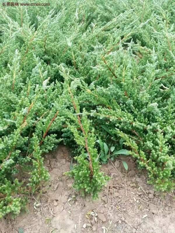 地柏價格 地柏價格