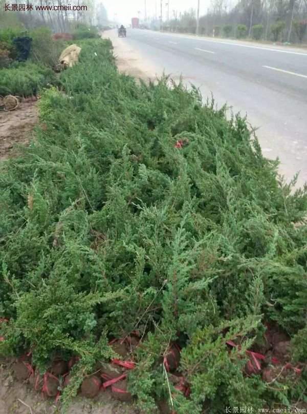 地柏價格 地柏價格