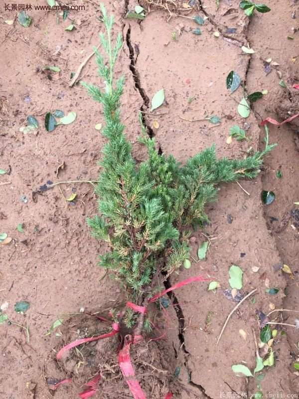 沭陽的地柏 沭陽的地柏