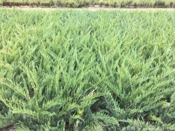 沭陽沙地柏 沭陽沙地柏