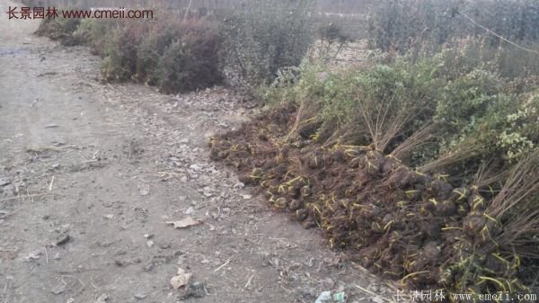 沭陽火棘基地 沭陽火棘基地