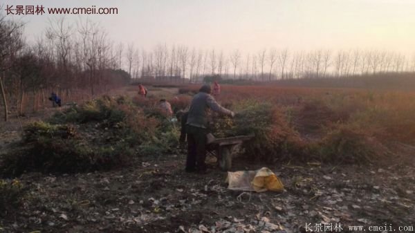沭陽火棘基地 沭陽火棘基地
