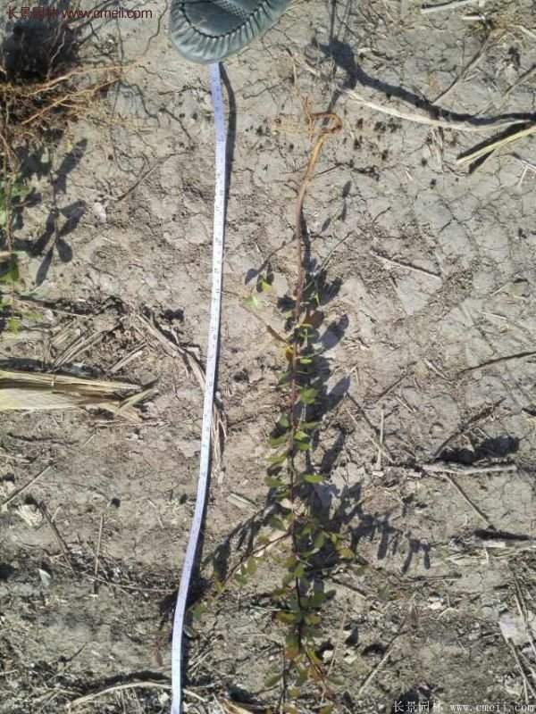 沭陽火棘基地 沭陽火棘基地