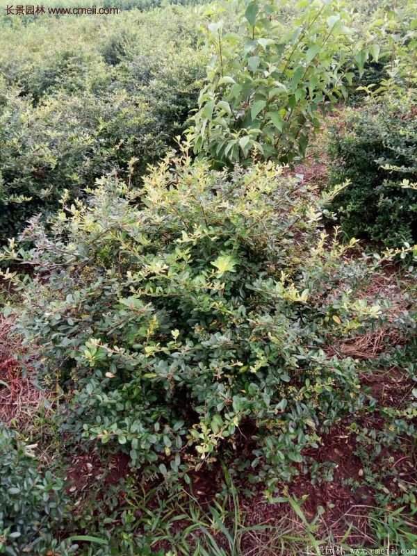 沭陽火棘的標準