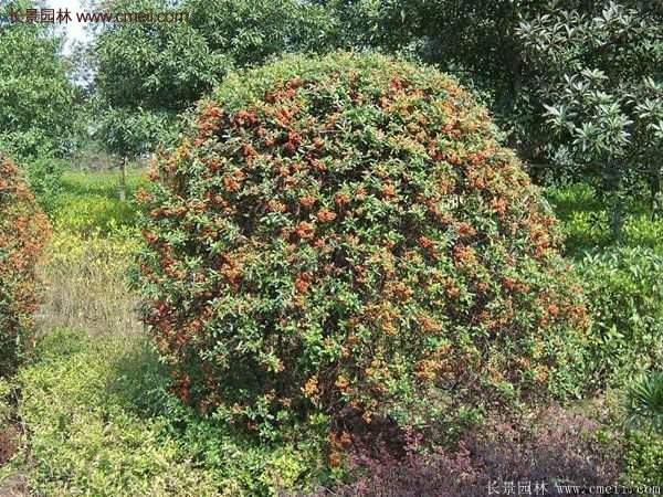 沭陽火棘的標準