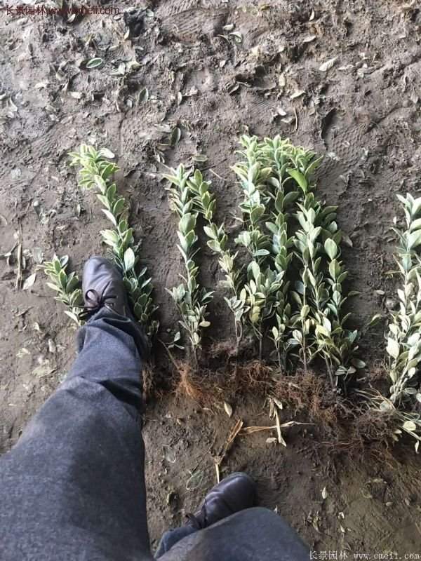 金邊黃楊的修剪方法 金邊黃楊的修剪方法