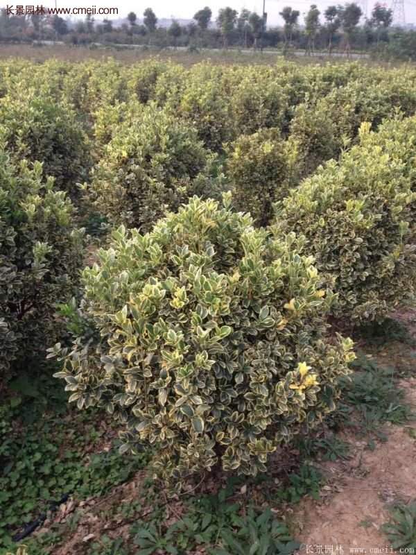 金邊黃楊的修剪方法 金邊黃楊的修剪方法