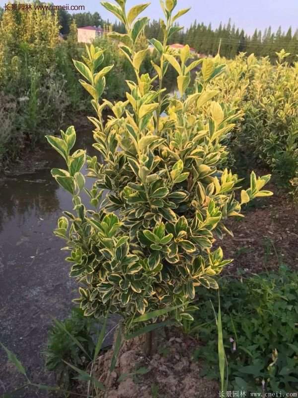 沭陽金邊黃楊 沭陽金邊黃楊