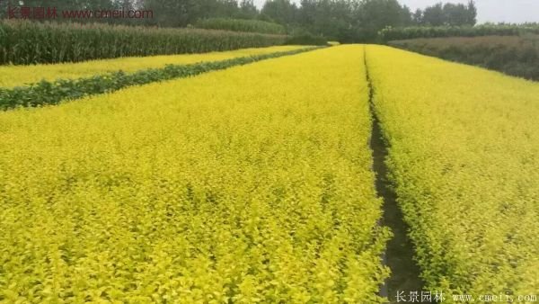 金葉女貞苗、金葉女貞球