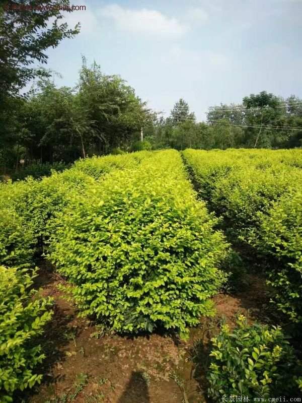 金葉女貞苗、金葉女貞球