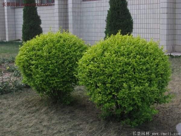 沭陽基地的金葉女貞 沭陽基地的金葉女貞