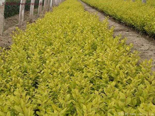 選購金葉女貞苗 選購金葉女貞苗